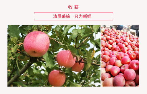 山東煙臺棲霞紅富士 當季新鮮多汁，糖心甜脆團購批發一箱包郵